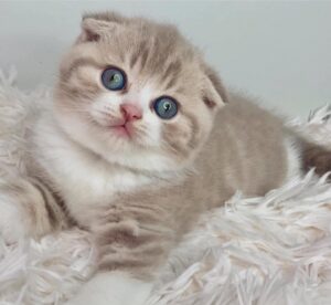 CHARLIE / MALE