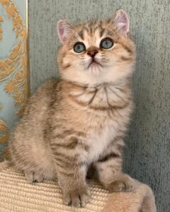 SOPHIE / FEMALE